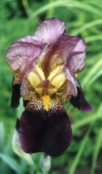 ../Images/Bearded Iris (1).jpg